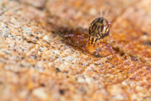 Dicyrtomina saundersi